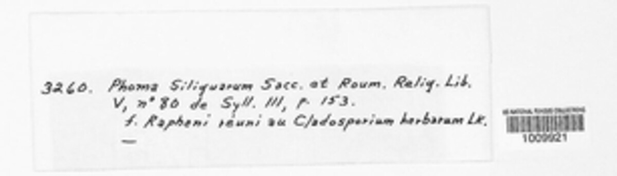 Phoma siliquarum image
